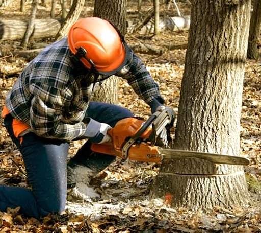 Tree Removal in Mccrory, AR